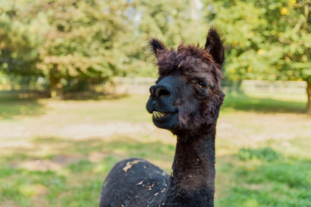 Hotel Horsley Hale Farm Glamping Ely Zewnętrze zdjęcie