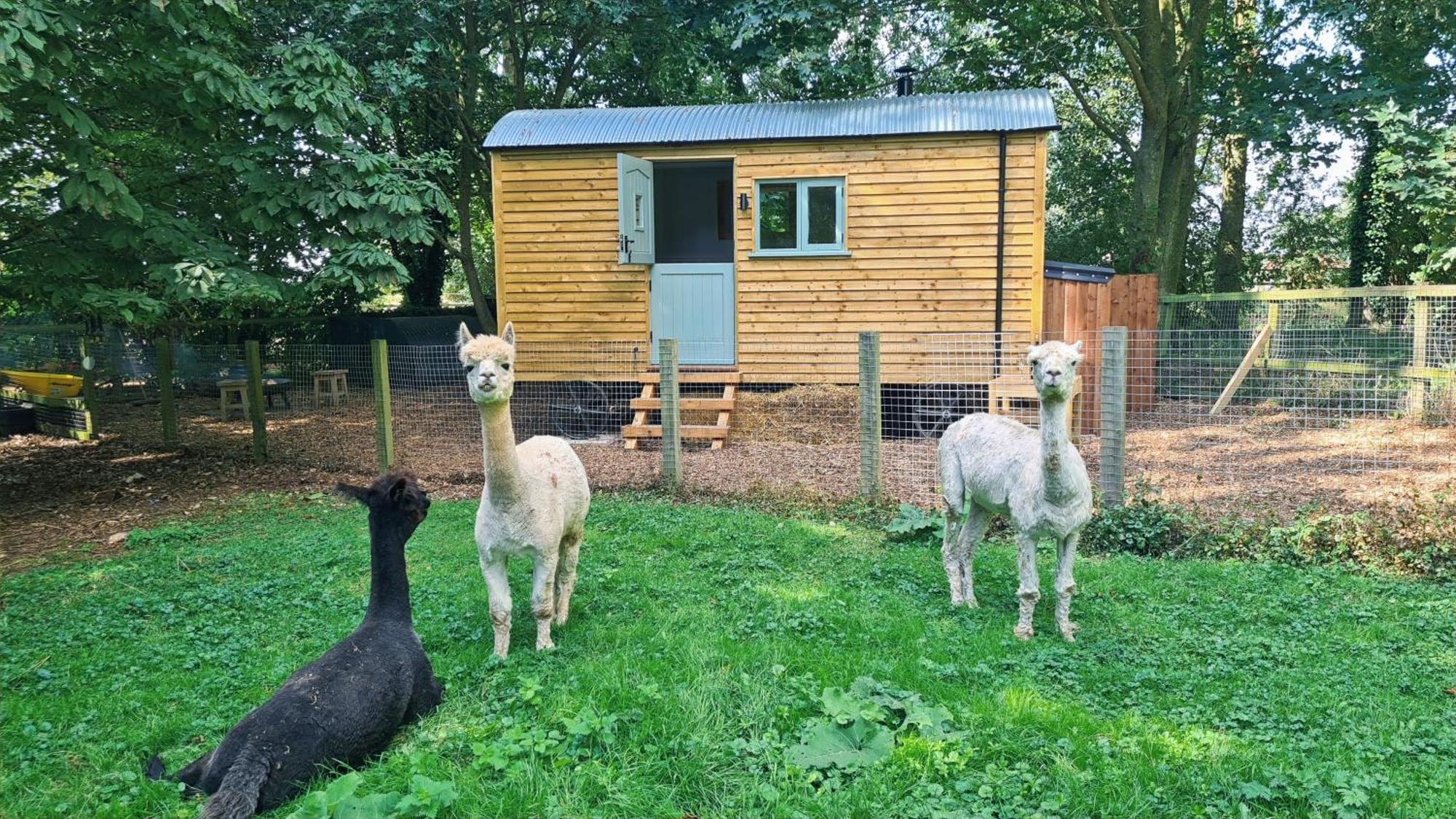 Hotel Horsley Hale Farm Glamping Ely Zewnętrze zdjęcie